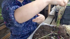 размножение оксалиса или кислицы