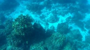 Snorkelling Cozumel HD | Риф на острове Косумель | prianikov.ru