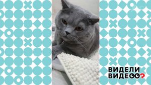 Как ужиться со строгим котом. Видели видео? Фрагмент выпуска от 27.09.2020