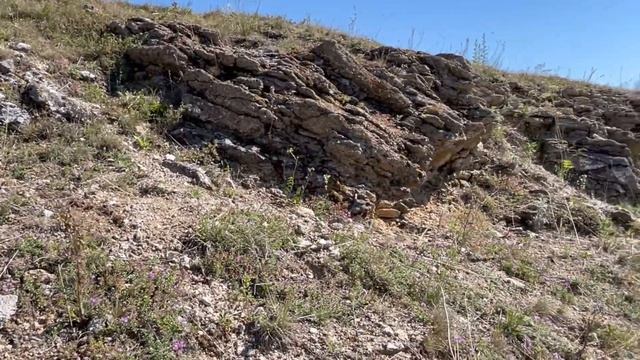 Собираем чабрец на Уральских горах