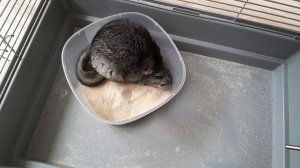 Шушик.Шиншилла.