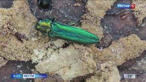 Погибли из-за прожорливого жука: златка уничтожает ясени