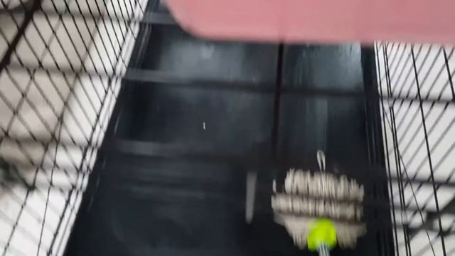 Собаки БШО Даша и кавказская овчарка Миха живут вместе в доме смотреть онлайн