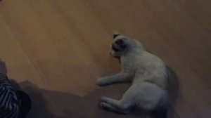 Кот вцепился в мою руку