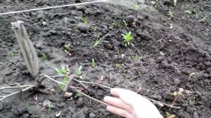 Виноград МУРОМЕЦ поэтапное развитие куста. (1 часть)