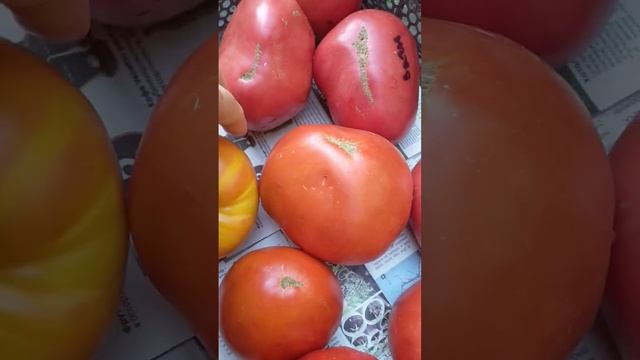 Крупные томаты красавцы на семяна#томат #семяна #крупныетоматы #красные