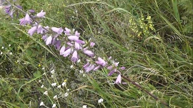 НЕМНОГО БОТАНИКИ: Колокольчик рапунцелевидный смотреть онлайн