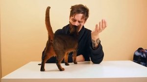 Абиссинская кошка с АВИТО по цене ЗЕРКАЛКИ!