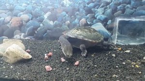 ★Как ПИРАНЬИ и другие хищные рыбы едят мясо