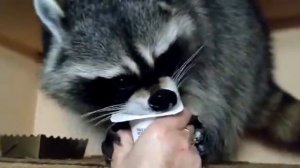 Забавные животные ,енот Веня ест йогурт)