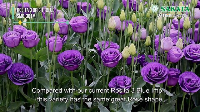 【SAKATA Lisianthus Open Days 2021】Rosita 2, 3 New varieties in Asia смотреть онлайн