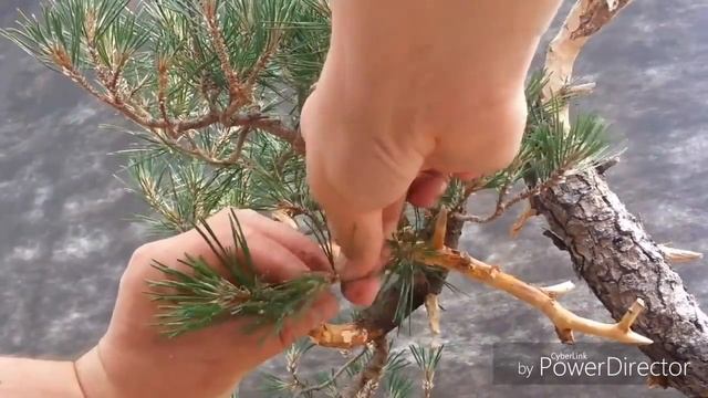 Pinus uncinata смотреть онлайн