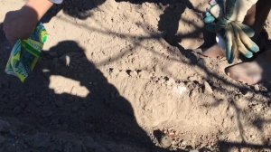 Как посадить картофель мотоблоком МоторСич под окучники(ушастые). Час садзіць бульбу.