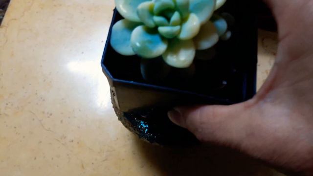 #굳모닝~다육이 #라울금 산타선물 받았어요 (함께 봐요) смотреть онлайн