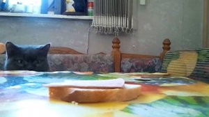 Кошка ворует колбасу со стола прямо с бутерброда.