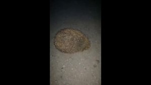 КУРВА ЕЖИК 8K 60FPS???