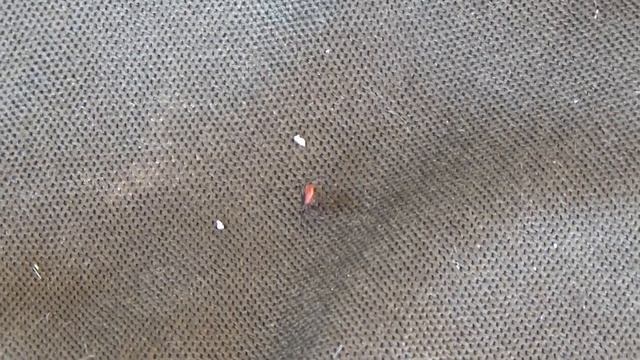 Средство от КЛЕЩЕЙ номер 1!!! Они погибают почти мгновенно!!! смотреть онлайн