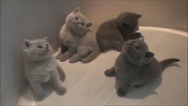 Британская короткошёрстная кошка кошечки котята смотреть онлайн