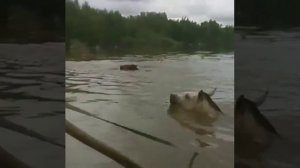 В амурском Норске люди спасали лошадей во время большой воды