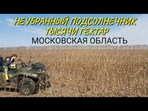 Московская область неубранный подсолнечник тысячи гектар