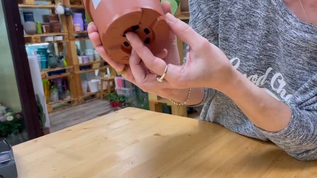 Пеперомия Рэйндроп - редкий тропический сорт  В чем уникальность и как ухаживать