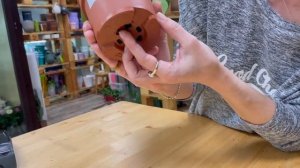 Пеперомия Рэйндроп - редкий тропический сорт | В чем уникальность и как ухаживать