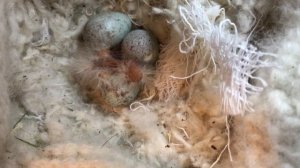 Птенец зелёной канарейки и оранжевого кенара.