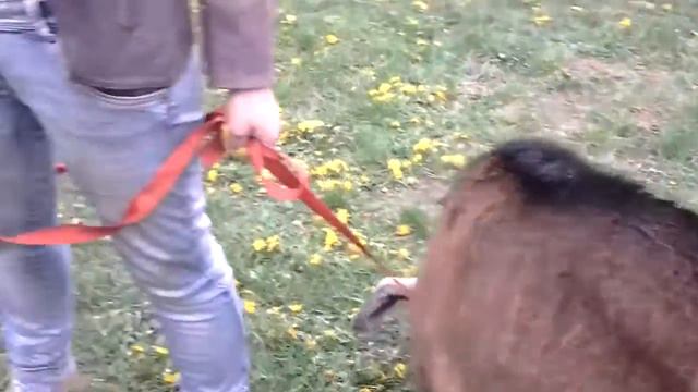 Выездной контактный зоопарк для детей , Москва 8(985)920-3697 смотреть онлайн