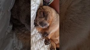 Как сурок спит и как прячется#домашнийсурок#ручнойсурок#прикольныеживотные