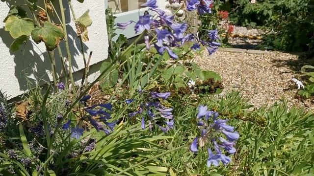 Agapanthus | How To Grow Agapanthus Plants смотреть онлайн