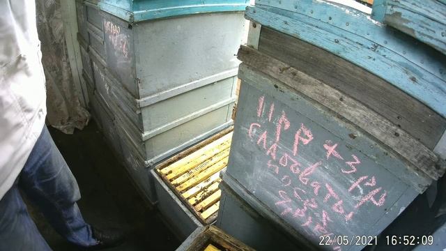 МАТКА ИЗОЛИРОВАНА на Белую Акацию.Почему слабый взяток мёда с белой акации? смотреть онлайн