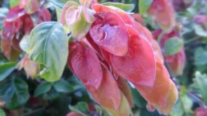 Облачный день с каплями дождя, каллистемон, орхидейное дерево, природа Испании, 21/03/2016