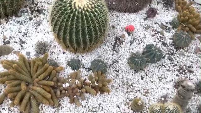 Gardens in Dehradun zoo, Uttarakhand, India, January 2023 смотреть онлайн