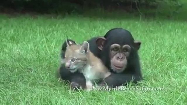 ДРУЖБА НЕЗНАЕТ ГРАНИЦ смотреть онлайн