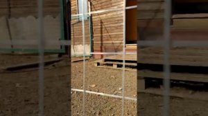 зелёное яйцо несут рыжие куры синь синь дянь. Самые экономичные куры, которых я знаю.