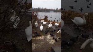 Белые лебеди - Гатчина парк