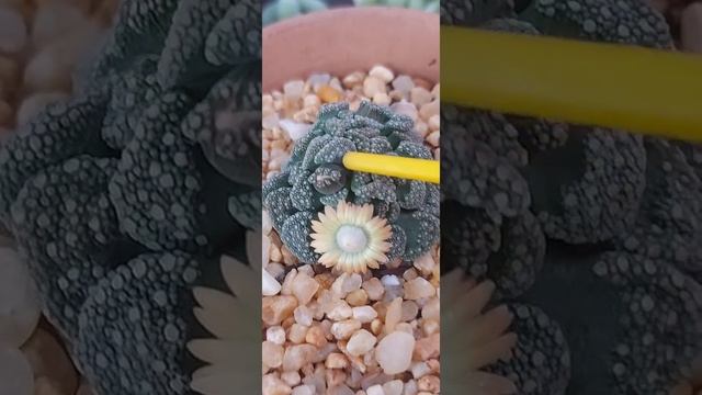 SULENTA Titanopsis  Calcarea em FLOR #shorts