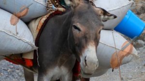 Практическое мультимедийное пособие «Карнавал животных»(К.Сен-Санс) Длинноухие персонажи видео 2