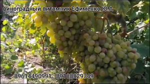 виноград Розовый король
