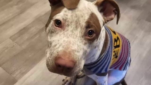 Его нашли в полном одиночестве без всякой надежды в глазах смотреть онлайн