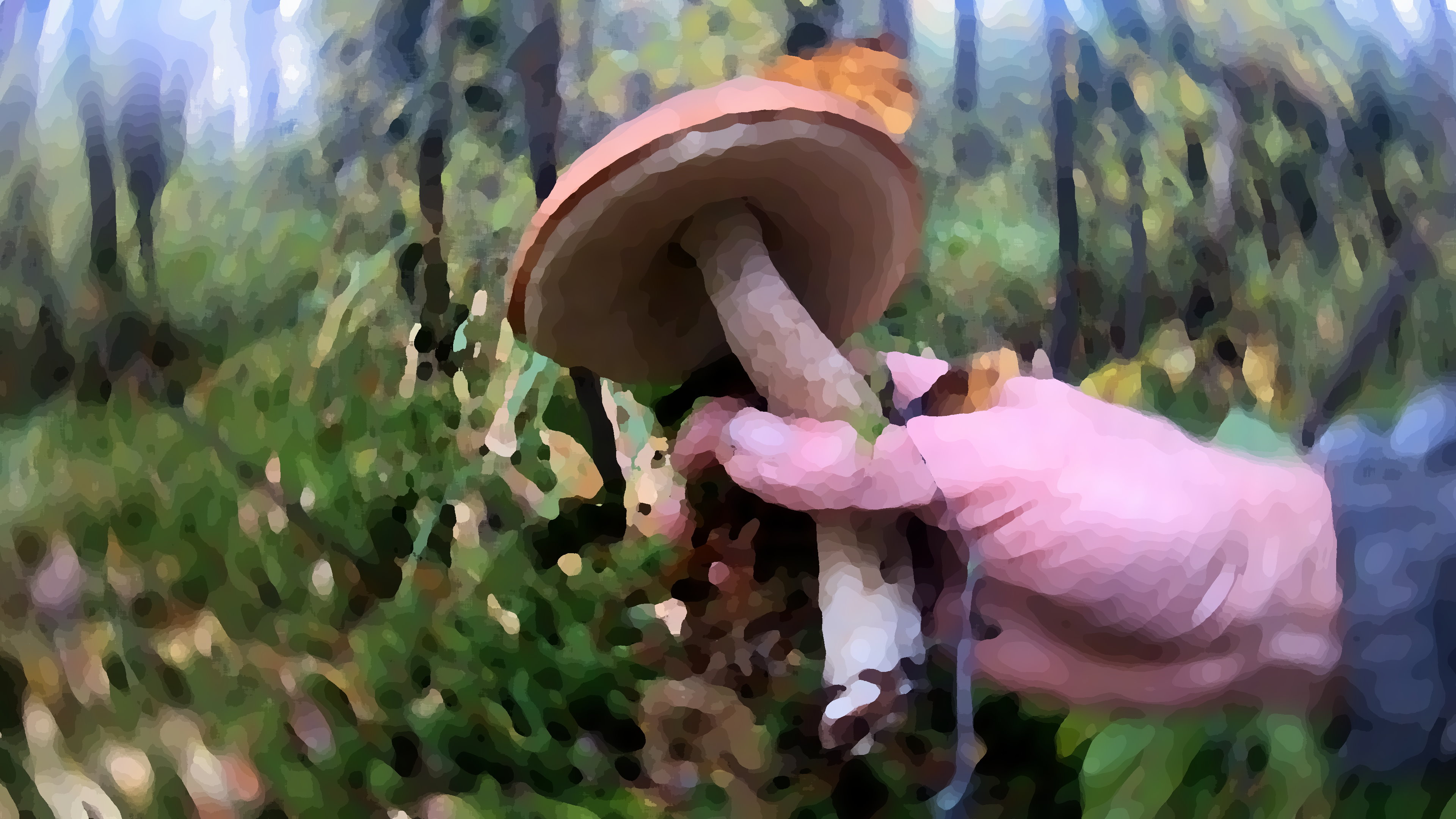 Белые грибы в Подмосковье