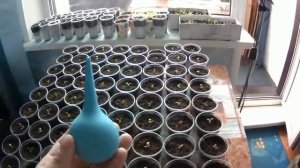 Табаководство. Рассада табака.Пикировка.mp4