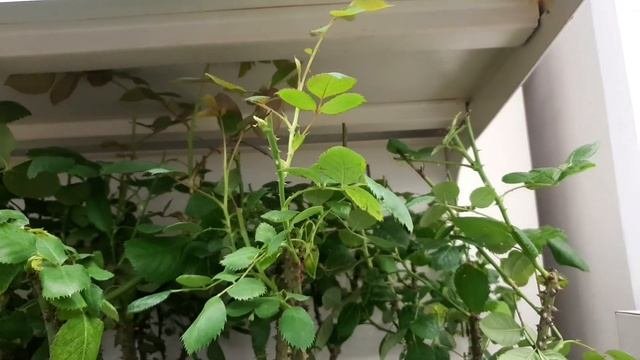ЛЕРУА МЕРЛЕН??САДОВЫЕ ГОРШЕЧНЫЕ РАСТЕНИЯ⚘?ХВОЙНЫЕ☘