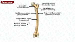 Бедренная кость: строение, латынь, суставы / Анатомия, остеология