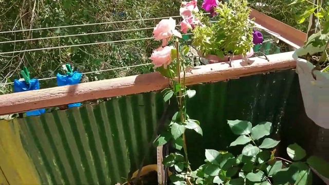 Цветы в квартире. смотреть онлайн