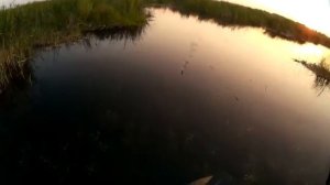 Рыбалка, хищник 26.07.2016. Озеро Шаблиш.
