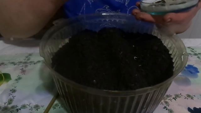 Посев однолетних георгин на рассаду пророщенными семенами для выращивания без пикировки.