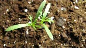 Заговор от болезни