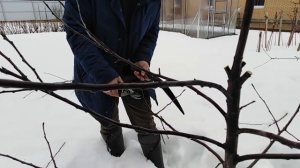 Обрезка молодого дерева яблони сорта Белорусское сладкое