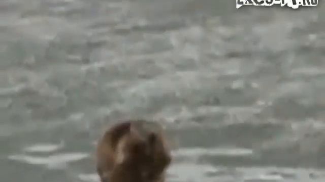 Бобёр тусовщик.flv смотреть онлайн